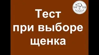 Выбор щенка