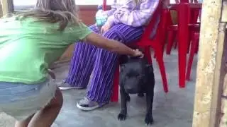 LOS PERROS GRACIOSOS PARA MORIRSE DE LA RISA DEL 2016