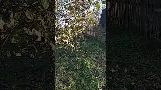 комарики толкунцы.