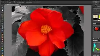 Photoshop Elements 9 and Photoshop Cs5-Converting the background to Black and White