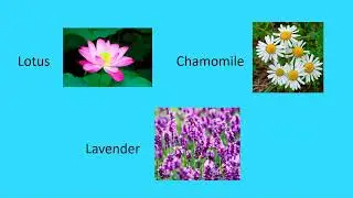 Learn name of some beautiful flowers with spelling/for ESL and beginners.