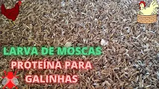 LARVA DE MOSCAS [PROTEÍNA PARA GALINHAS]