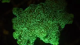 Coral Fluorescing Glow Party!