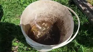 Это не могут пережить слизни