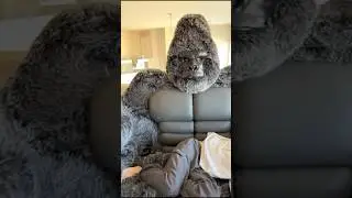 Little alpaca