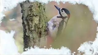 "Зимующие птицы"