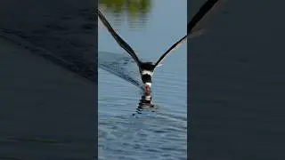 Have you ever seen a black skimmer skimming?