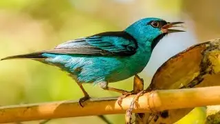 Animalitos - como le llaman a esta ave en tu país / región