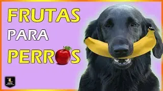 🍎 FRUTAS para PERROS | LAS MEJORES 🍉