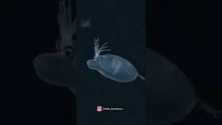 weirdest fishes caught 😳 | #fish #ocean #facts