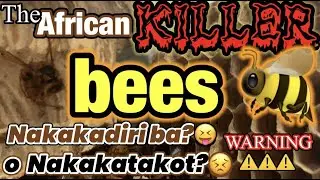 The African KILLER Bees || Africanized Bee Attack || Inside The Beehive || Larvae || Hatching Bees