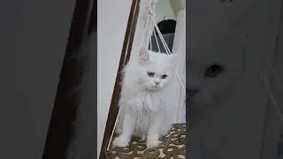 Happy cute cat 😂🫠 پرشین کت خوشگل و شاد در حال تاب بازی