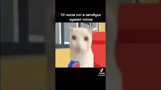 Кот в автобусе кушает чипсы на протяжении 10 часов.