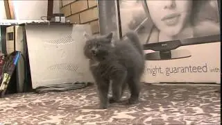 кот на задних лапах