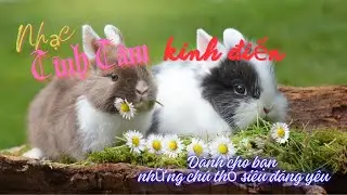 NHẠC TĨNH TÂM KINH ĐIỂN DÀNH CHO BẠN NHỮNG CHÚ THỎ SIÊU ĐÁNG  YÊU #youtube #popcast#nhactinhtam