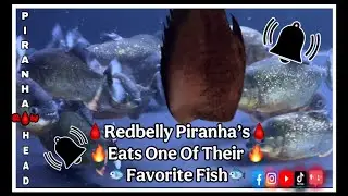 Redbelly Piranha’s Eats One Of Their Favorite Fish