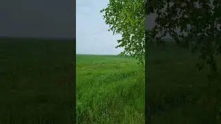 Җылы язгы яңгыр