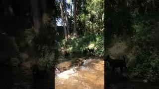 Ekipa Hrvatski Ovcar/kupanje
