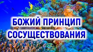 БОЖИЙ ПРИНЦИП СОСУЩЕСТВОВАНИЯ