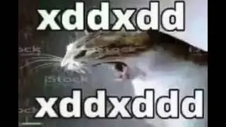 Gato xdxdxd meme