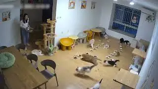 В соцсетях вирусится видео, как целая топла кошек реагирует на грозу
