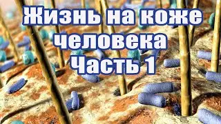 Жизнь на коже человека. Микробы. Часть 1