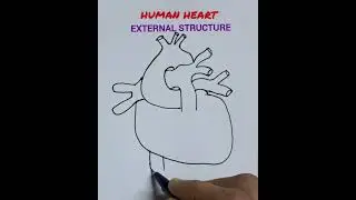 How to draw human heart easily/Human heart easy drawing