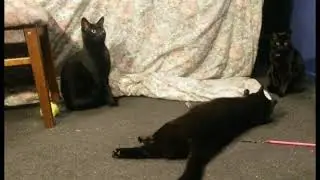 Loki & Hazel teach Draco & Tui to play with the string