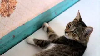 Кошка и ящерица