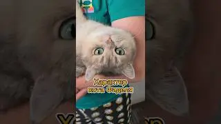 Характер кота Фиделя #cats