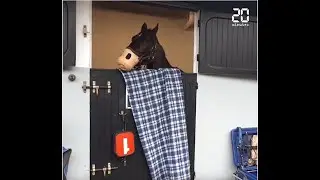 Le Grand Prix d’Amérique, un show et des chevaux