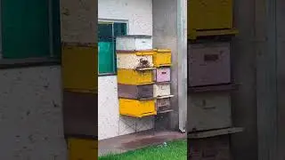 Enxame Voador Chegou