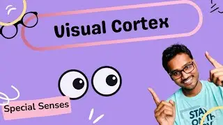 Visual Cortex
