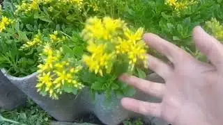 Дача , лето , РОЗЫ , тля .