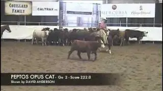 2001 STAMPEDE CUTTING - NP - 2nd go