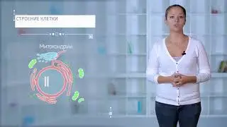 1.3. Строение клетки  Механизм репликации ДНК