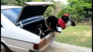 Kidnapping A Furry (Flen The Shaman Wolf)