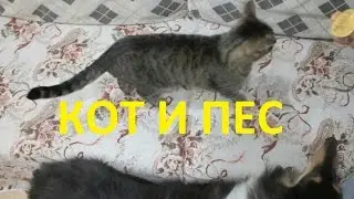 Кошка и собака ч 2