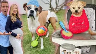We’re Pregnant! 🍼 👶 🐶 Treating Our Dogs Like Babies for 24 hours At Home