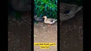 بطة مدللة🦆😂