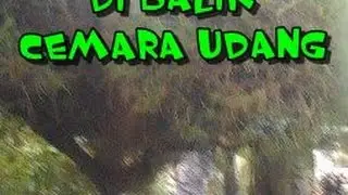 di balik cemara udang