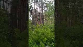 И опять поют птицы!! 