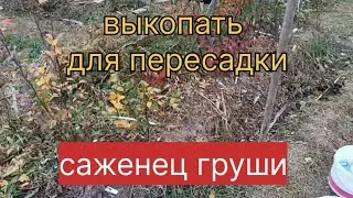 Выкопать для пересадки саженец груши.