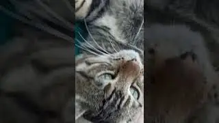 котик Баксик кайфует #котик #кот #смешнойкот #тикток #шортс #ютуб