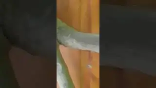 Kayu Langka!!! Bertemu Urat,Kayak Bambu Petuk Ketemu Ruas