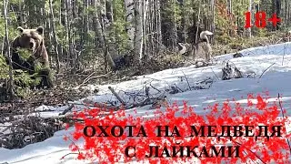 Охота на медведя. Охота на медведя с лайками. @Координаты Айтор.