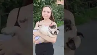 Шифа моя семья ❤️❤️❤️#мопсы #мопсы #собака #шифа #мопс #дом #семья