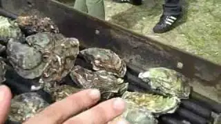 How to Grill an Oyster