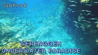 Snorkeling and diving | SERENGGEH | Underwater Paradise at Perhentian Island
