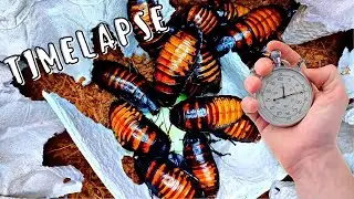 Madagascar Cockroaches vs. Zucchini - Timelapse